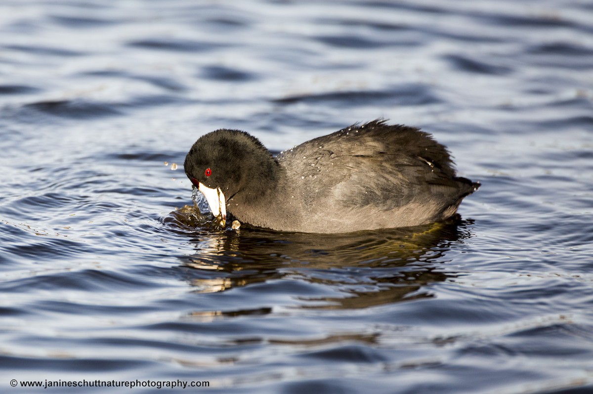 eBird Checklist - 19 Feb 2018 - Kah Tai Lagoon - 18 species