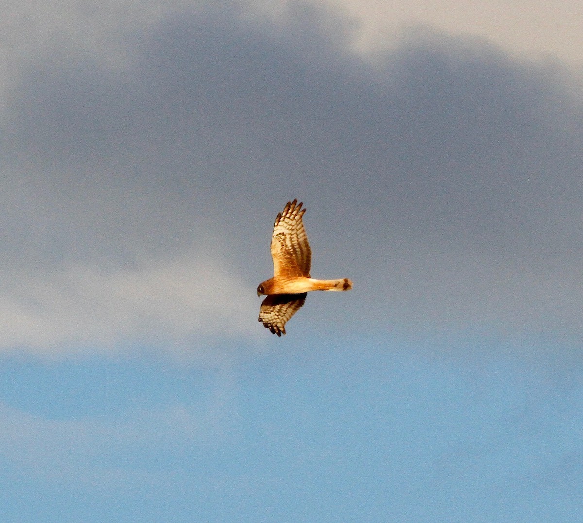 Northern Harrier - ML86756591