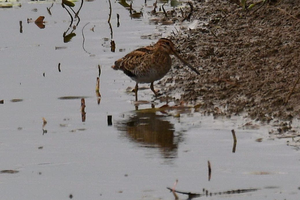 Latham's Snipe - ML86757601