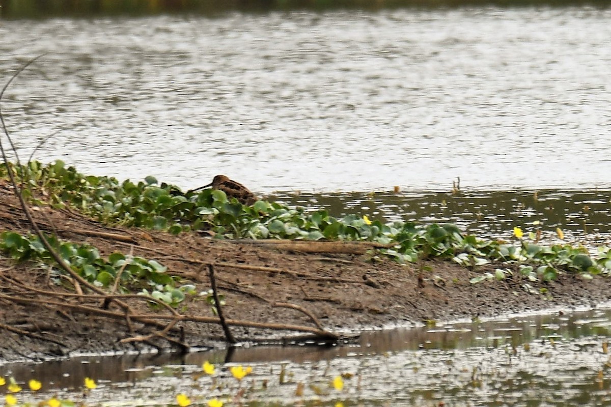 Latham's Snipe - ML86757621