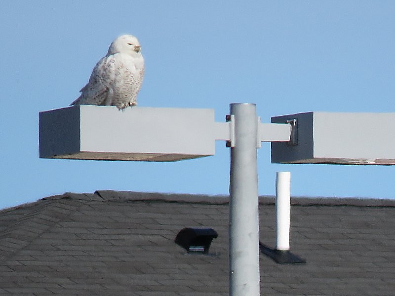 Snowy Owl - ML86758551