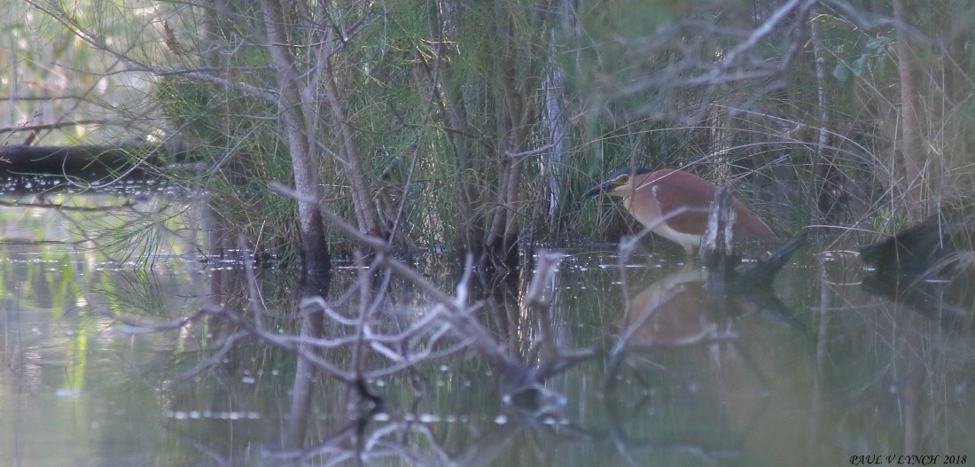 Nankeen Night Heron - ML86758891