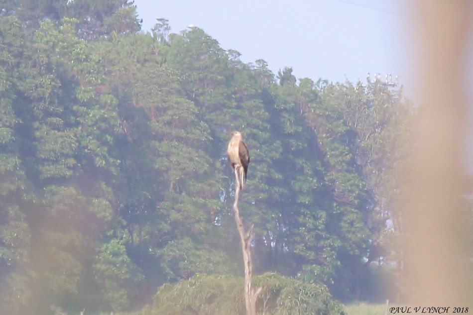 Whistling Kite - Paul Lynch