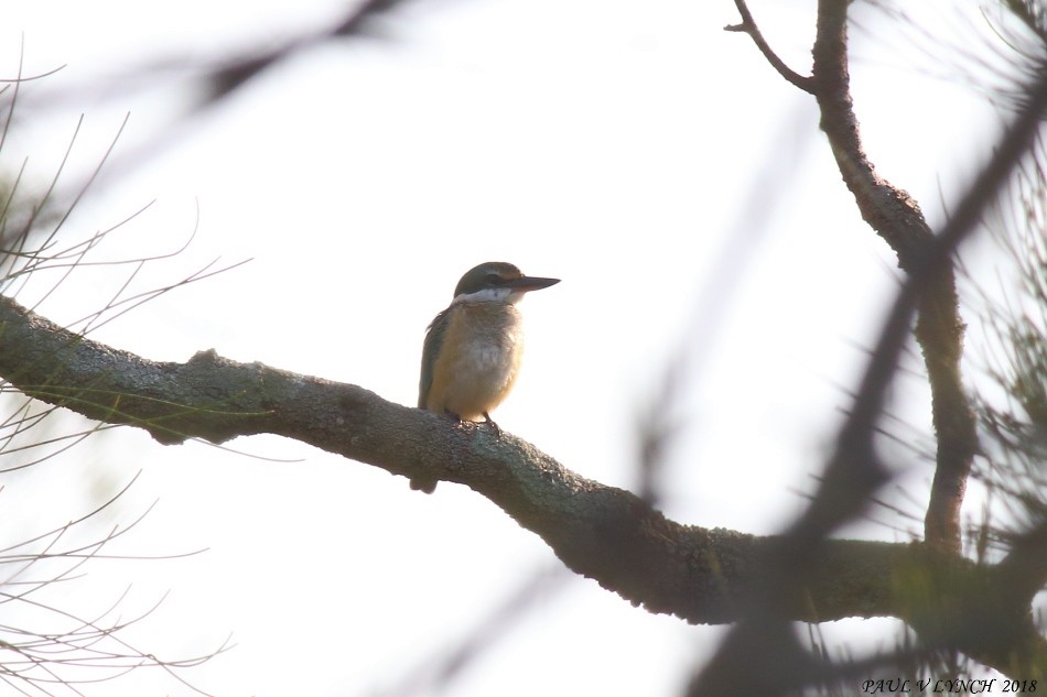 Sacred Kingfisher (Australasian) - ML86759211