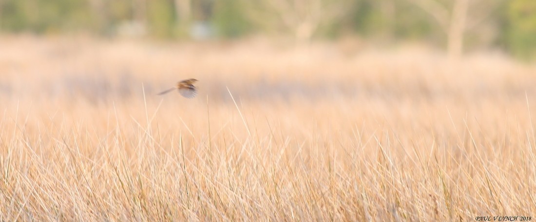 Southern Emuwren - ML86759381