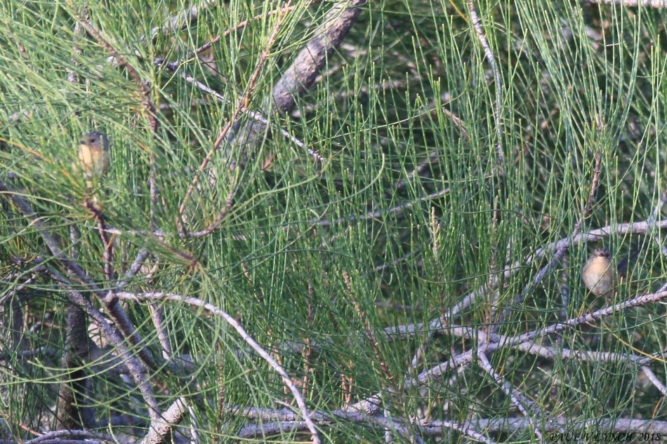 Southern Emuwren - ML86759391