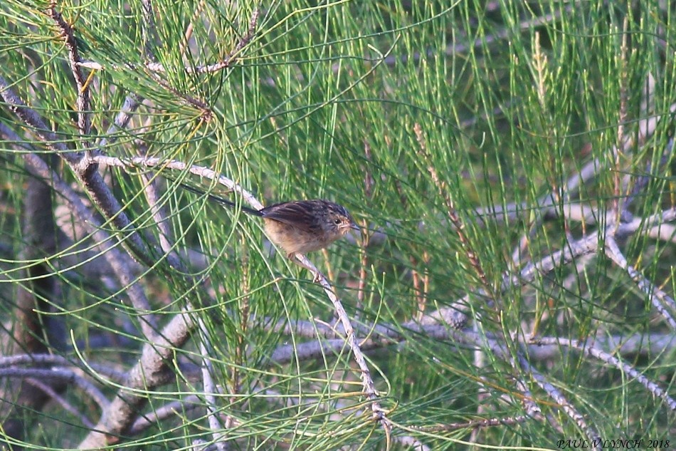 Southern Emuwren - Paul Lynch