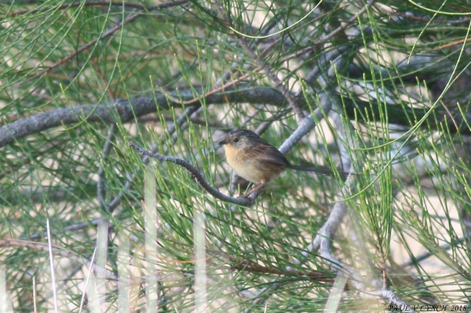 Southern Emuwren - ML86759431