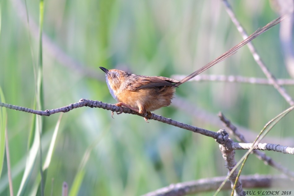 Southern Emuwren - ML86759471