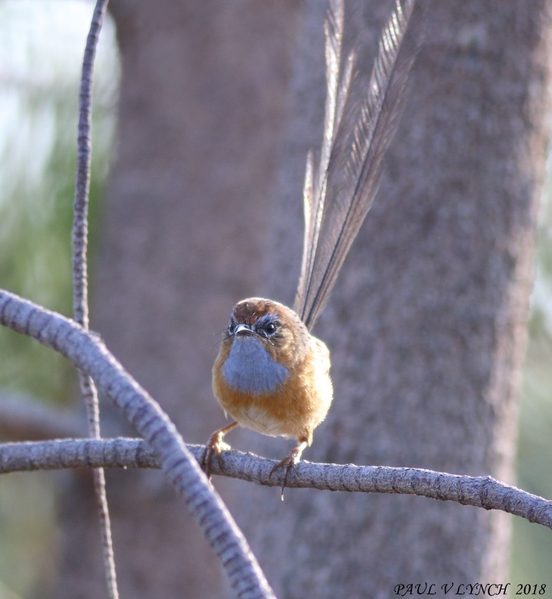 Southern Emuwren - ML86759521