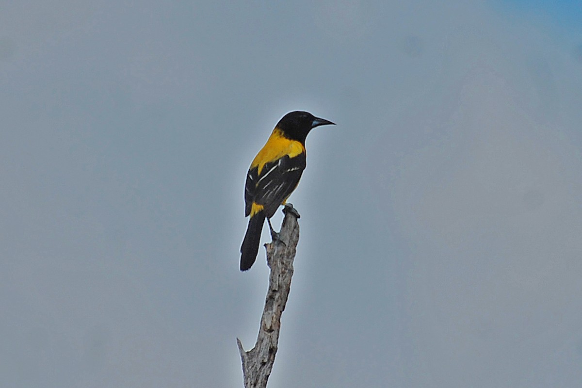 Audubon's Oriole - ML86760601