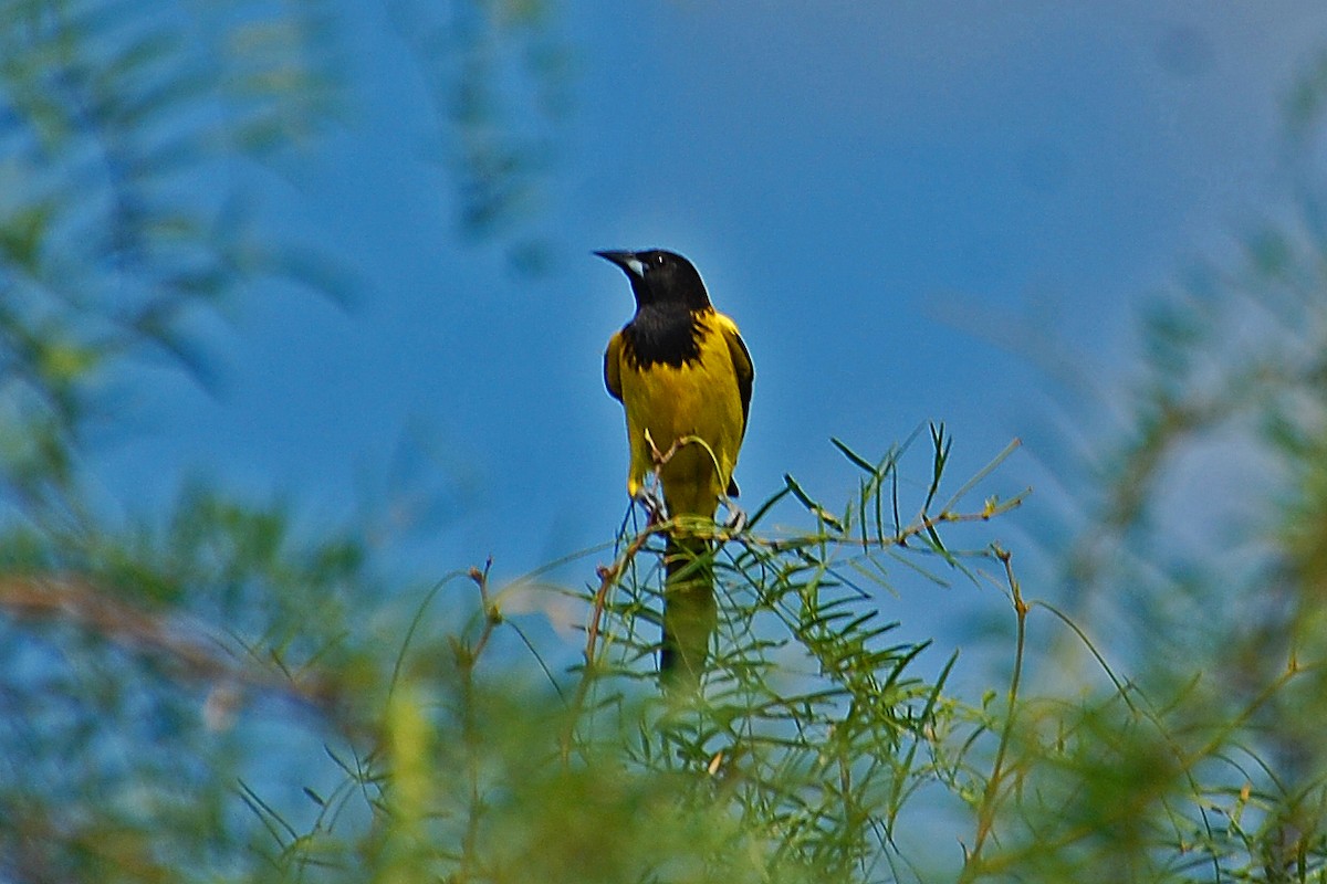 Audubon's Oriole - Christian Newton