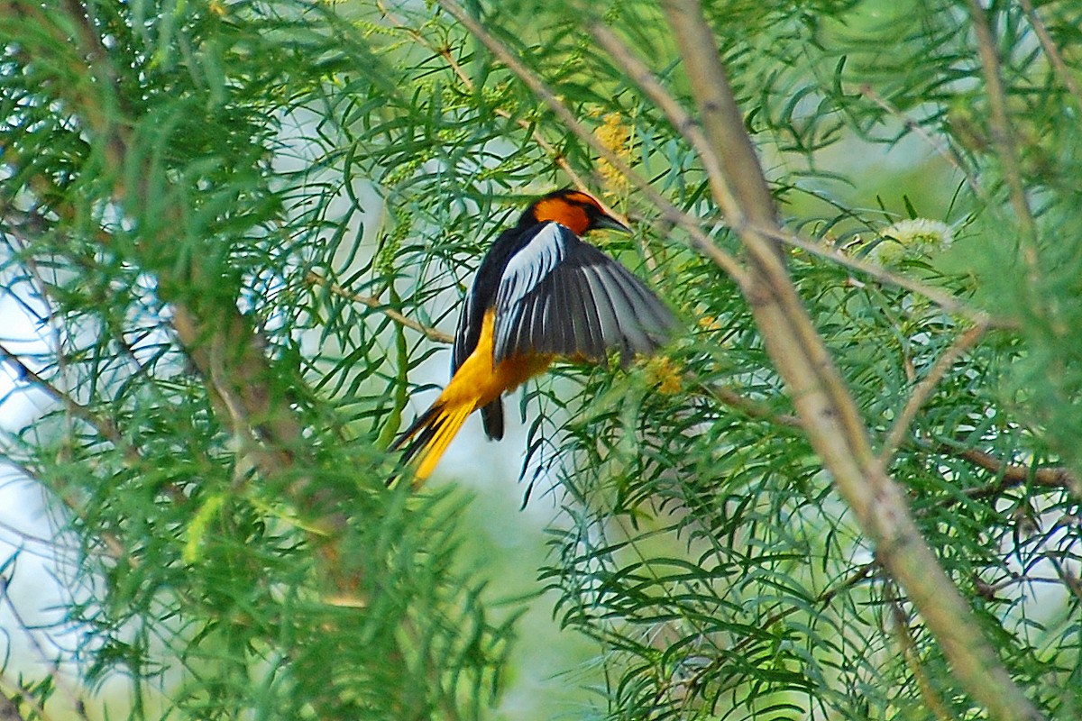 Bullock's Oriole - ML86760701