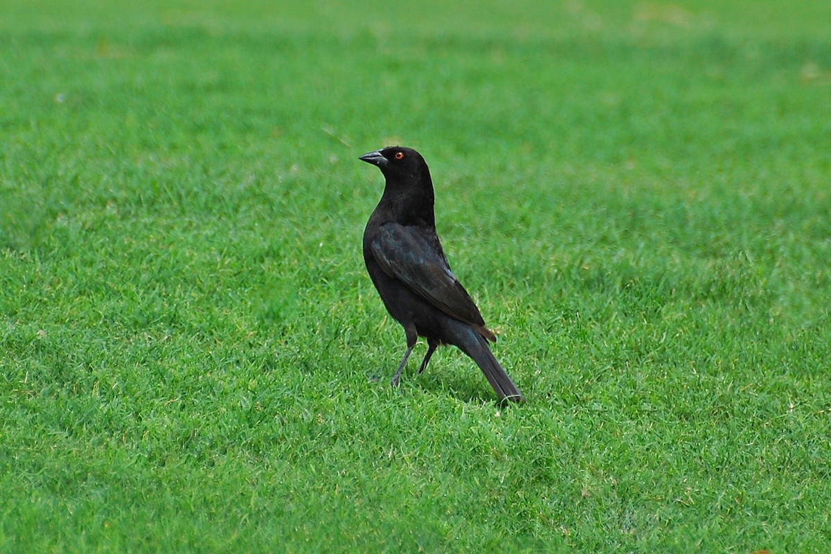 Bronzed Cowbird - Christian Newton