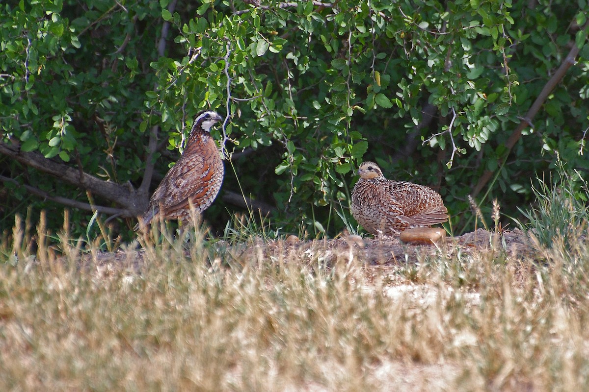 Colín de Virginia (grupo virginianus) - ML86760991