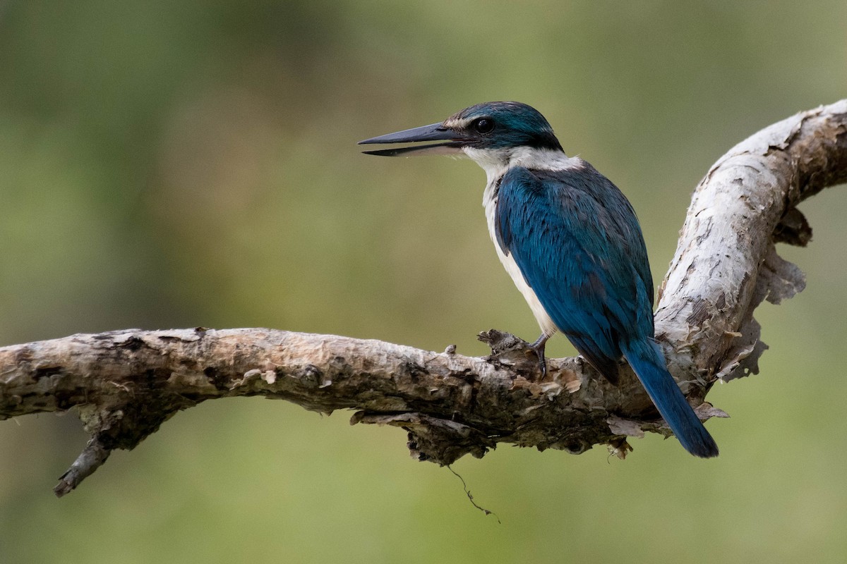 Sacred Kingfisher - ML86761591