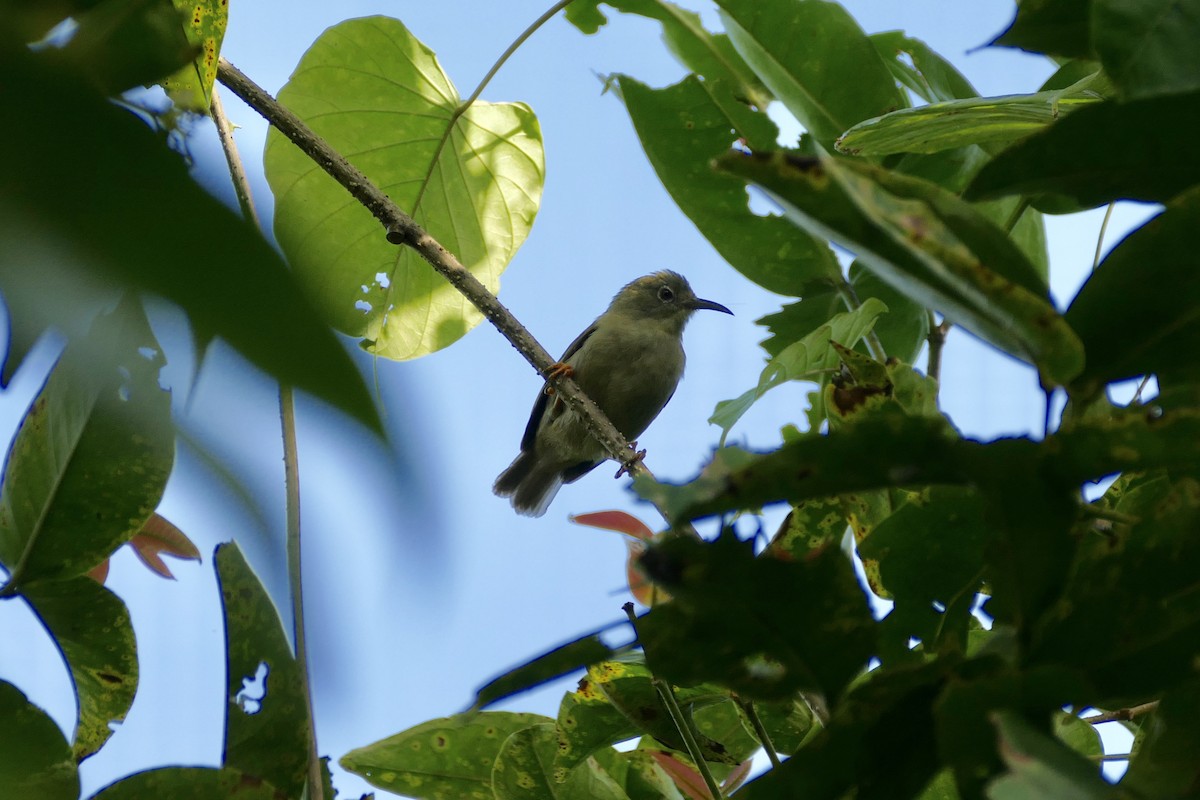 Long-billed White-eye - ML86761621