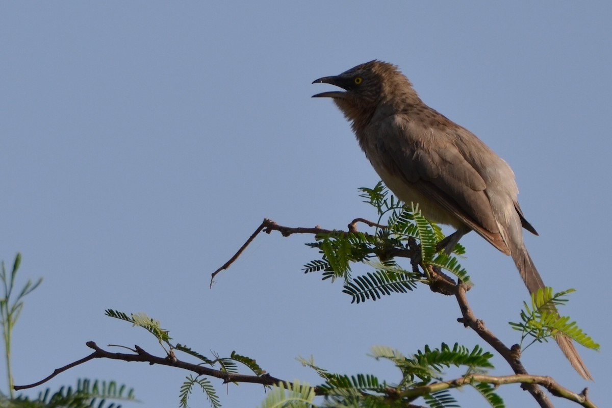 Large Gray Babbler - Bhaskar pandeti