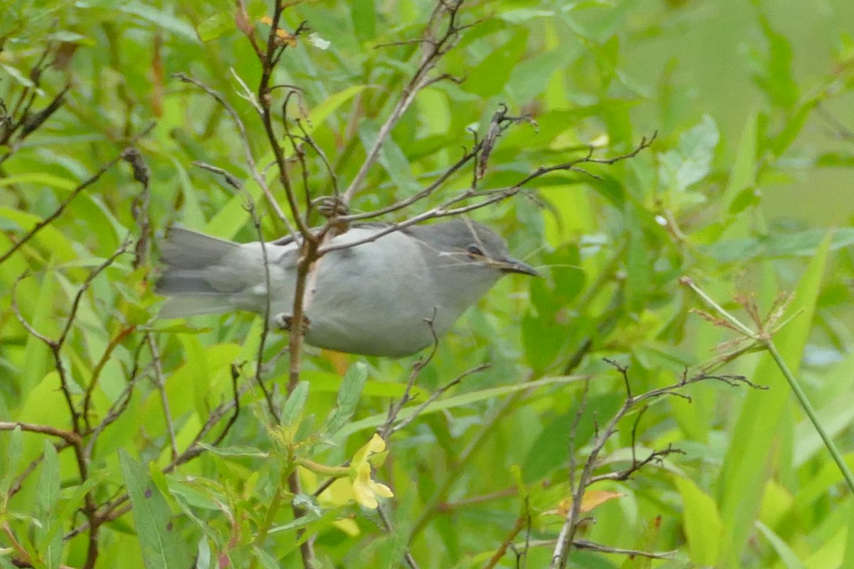 Kosrae White-eye - ML86762281