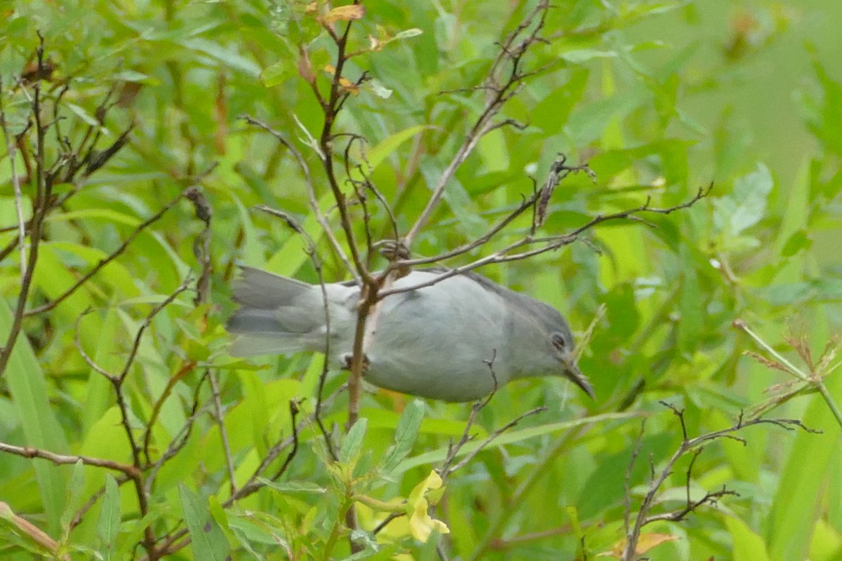 Kosrae White-eye - ML86762301