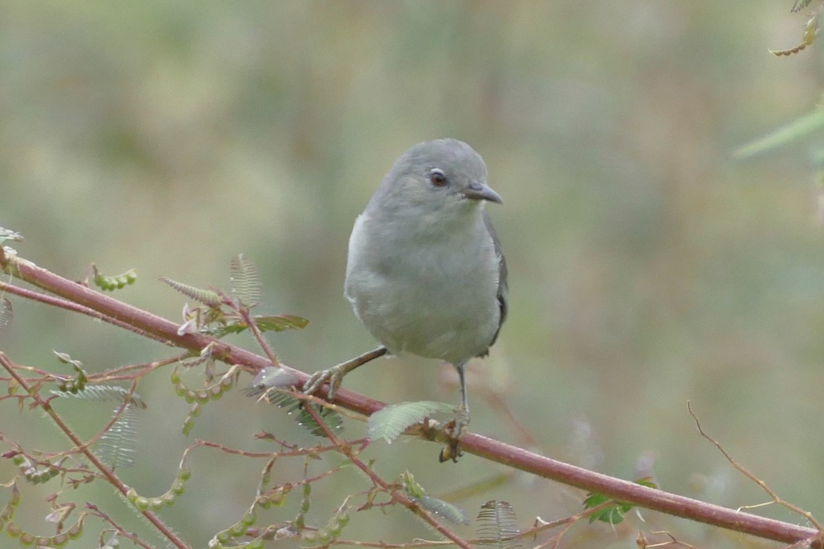 Kosrae White-eye - ML86762361