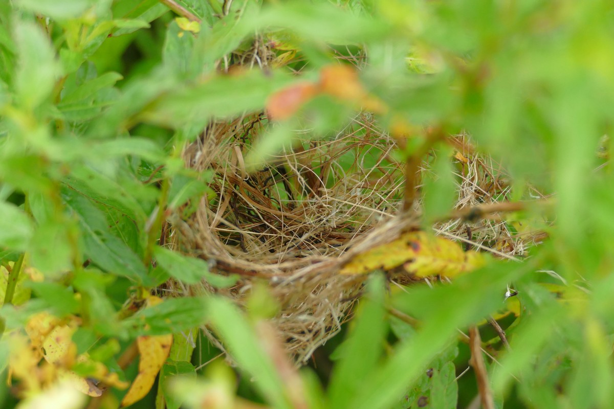 Kosrae White-eye - ML86762411