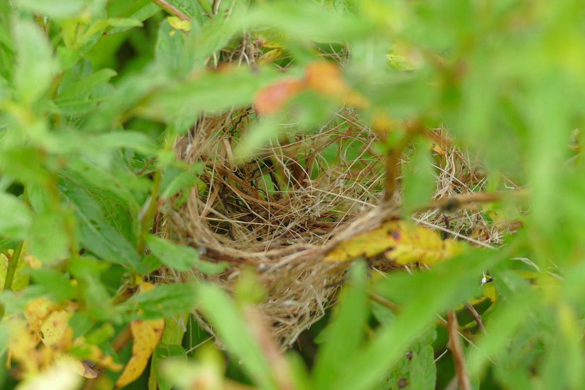 Kosrae White-eye - ML86762411