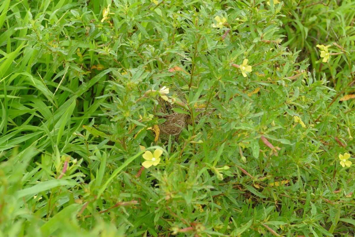 Kosrae White-eye - ML86762471