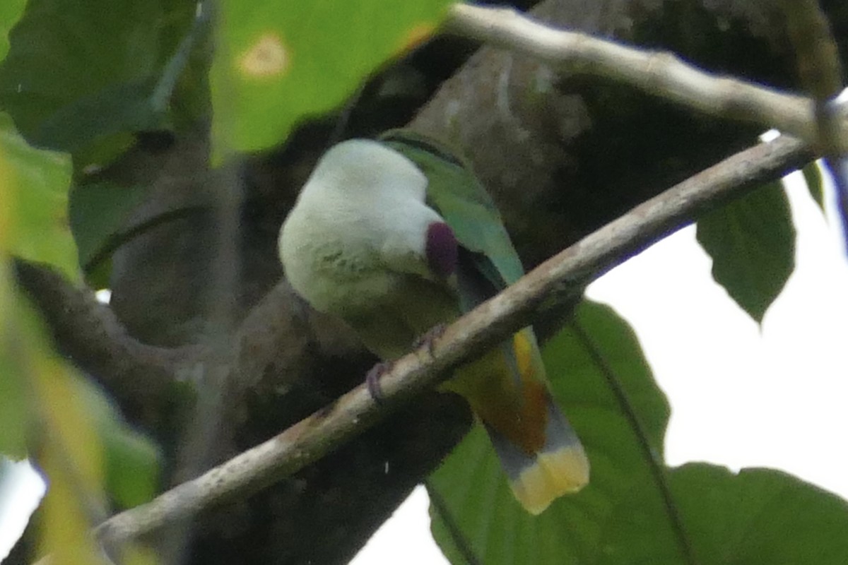 Kosrae Fruit-Dove - ML86762581