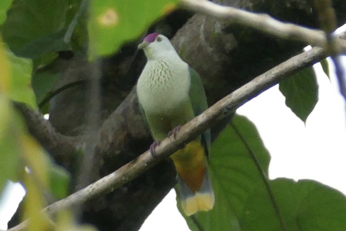 Kosrae Fruit-Dove - ML86762591