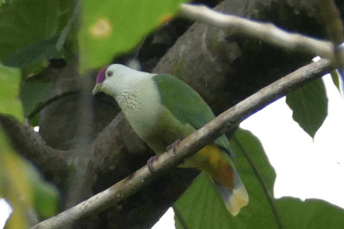 Kosrae Fruit-Dove - ML86762601