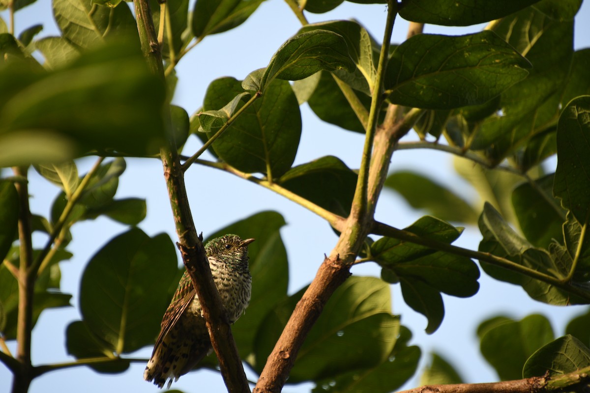 Coucou foliotocol (cupreus) - ML86762731