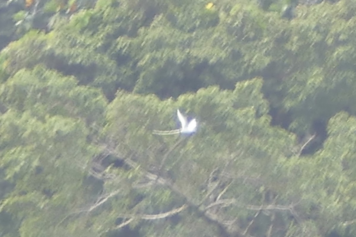 White-tailed Tropicbird - ML86762781