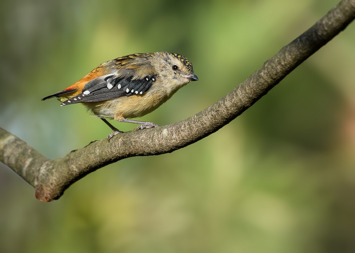 Spotted Pardalote - ML86762971