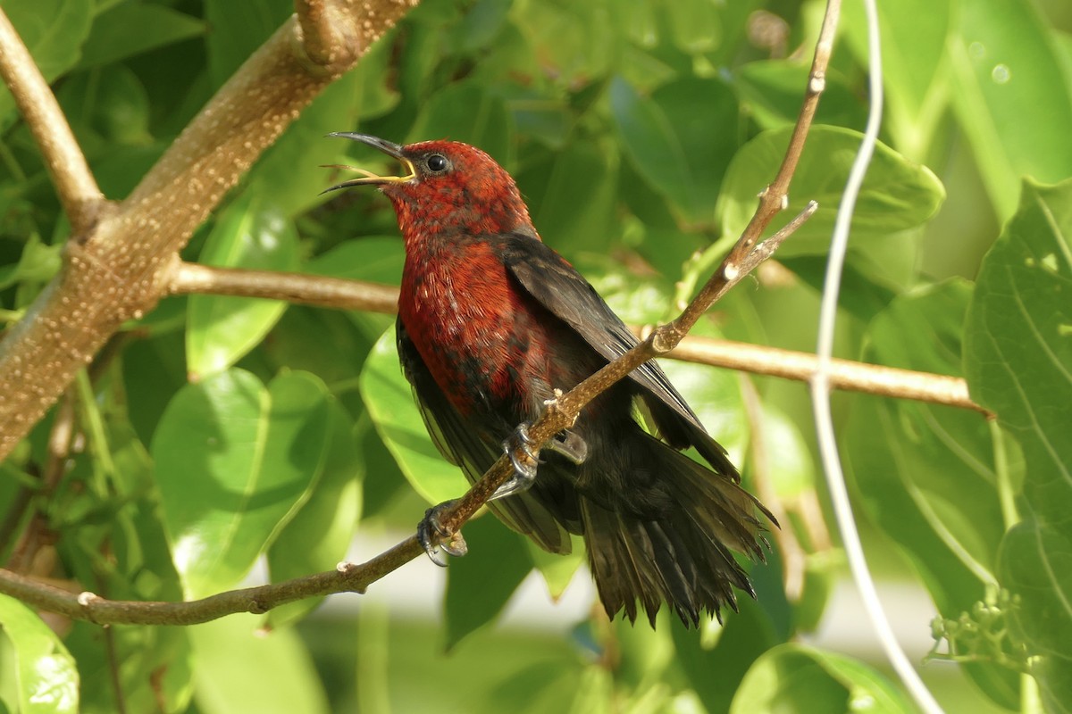 Micronesian Myzomela - ML86763101