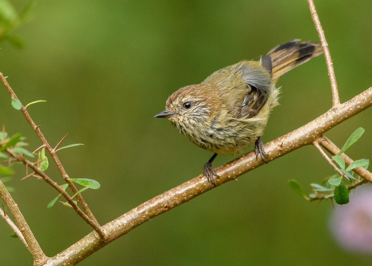 Striated Thornbill - ML86764051