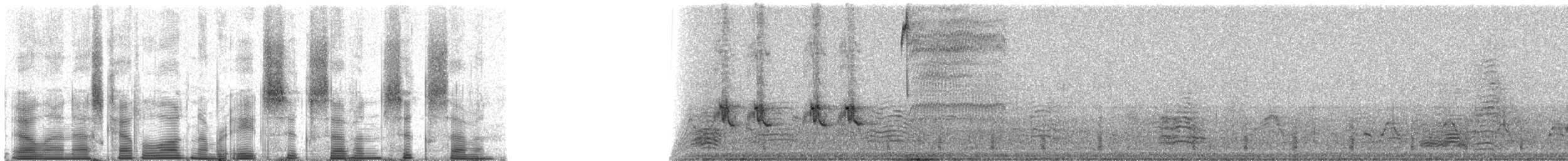 Vampir Yer İspinozu - ML86767