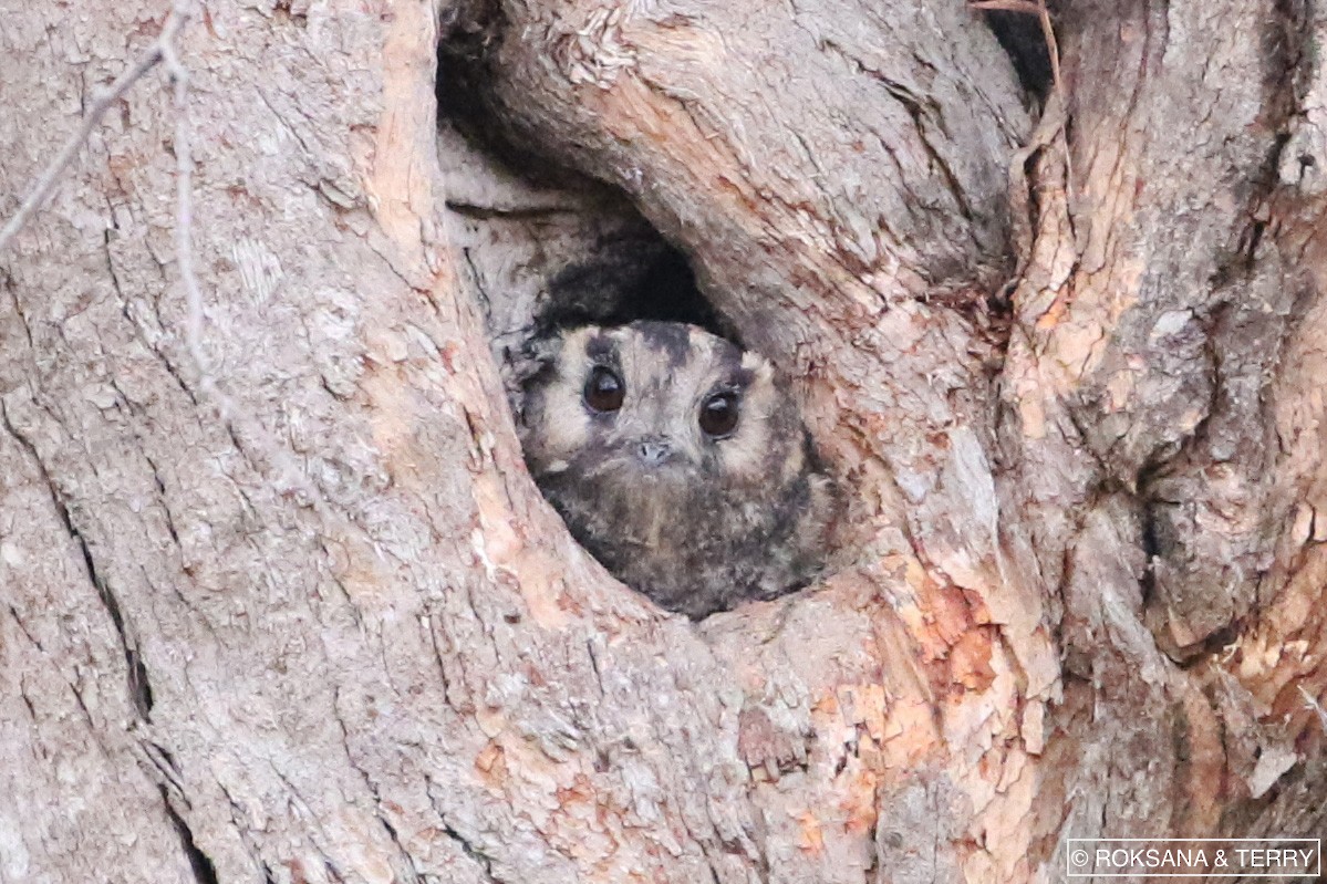 Australian Owlet-nightjar - ML86768311
