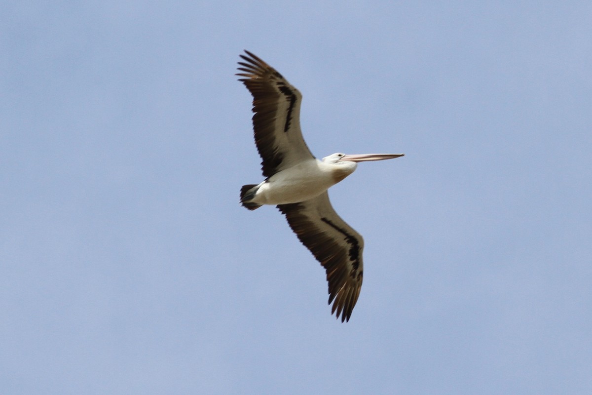 pelikán australský - ML86768551
