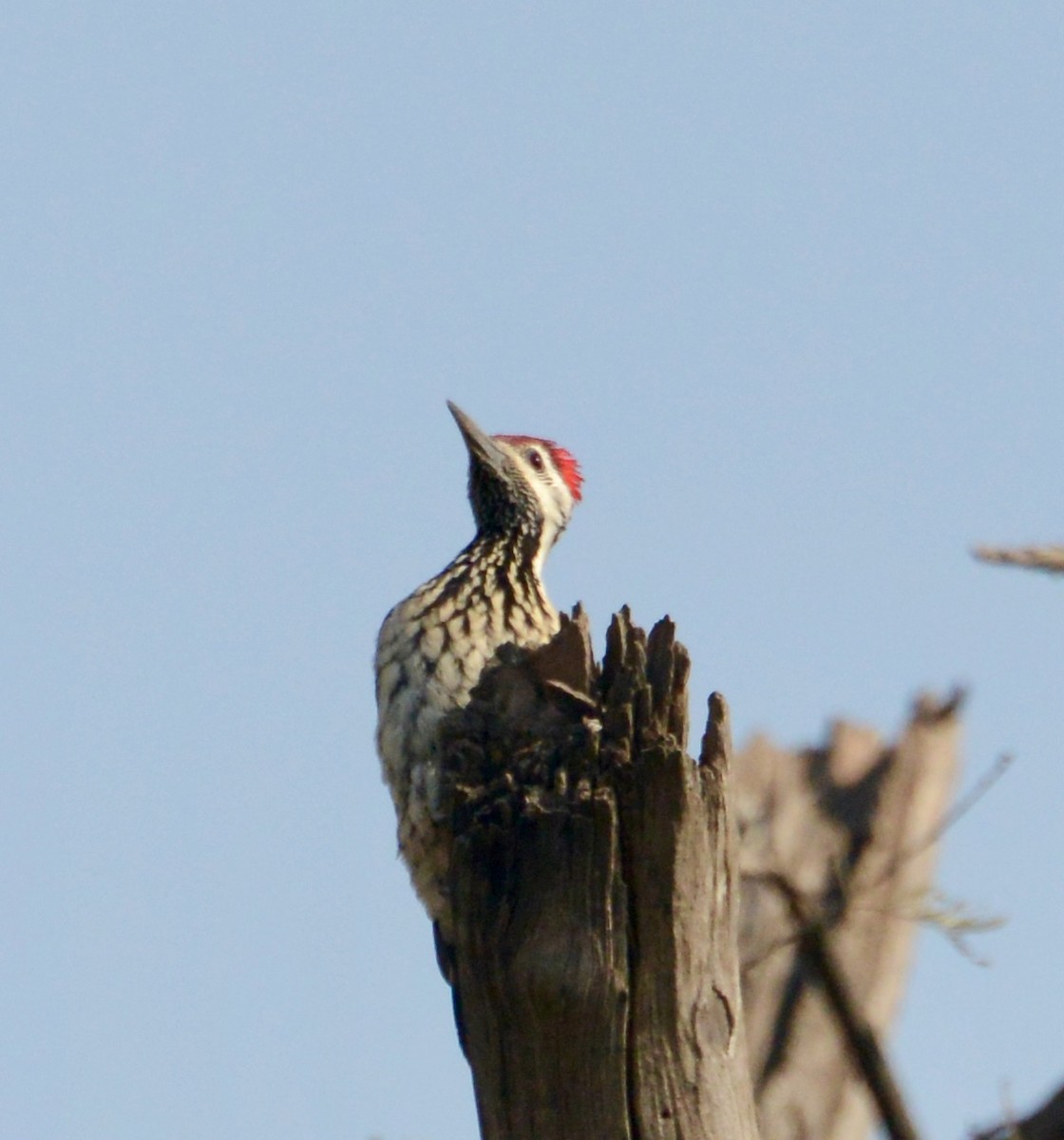 Black-rumped Flameback - ML86770031