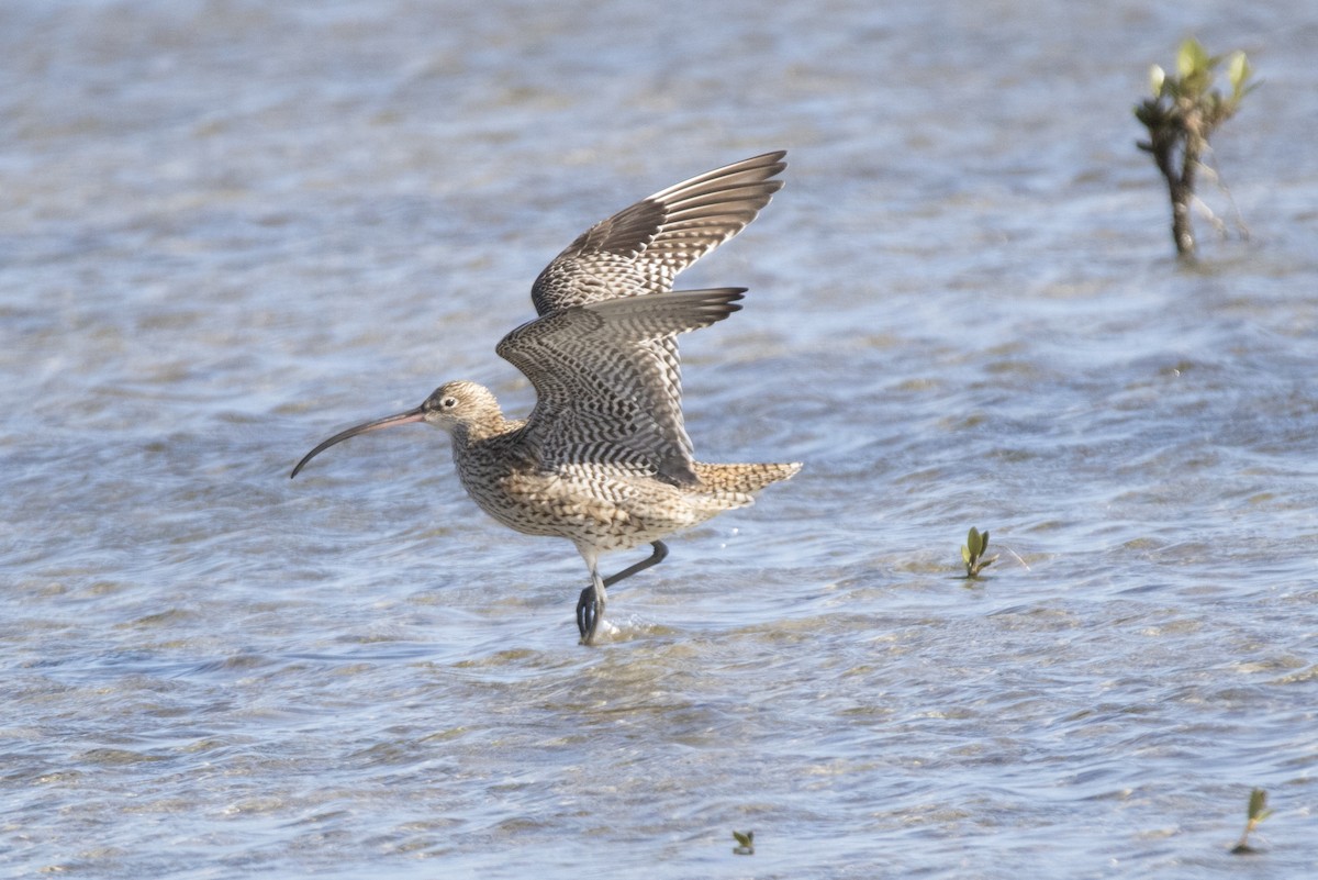 Far Eastern Curlew - John Cantwell