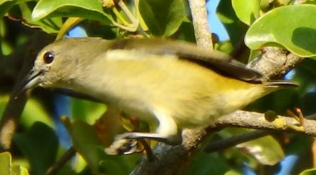 Pygmy Flowerpecker - ML86770351