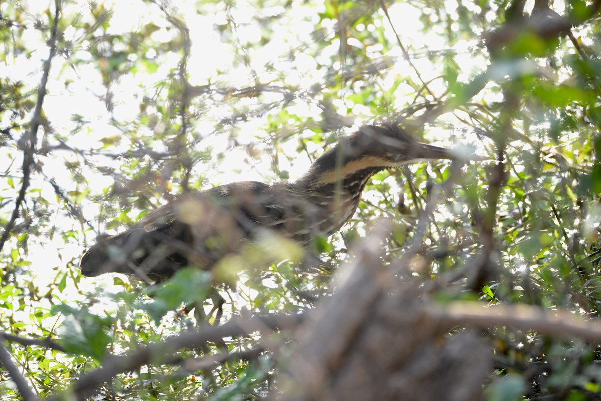 Black Bittern - ML86770471