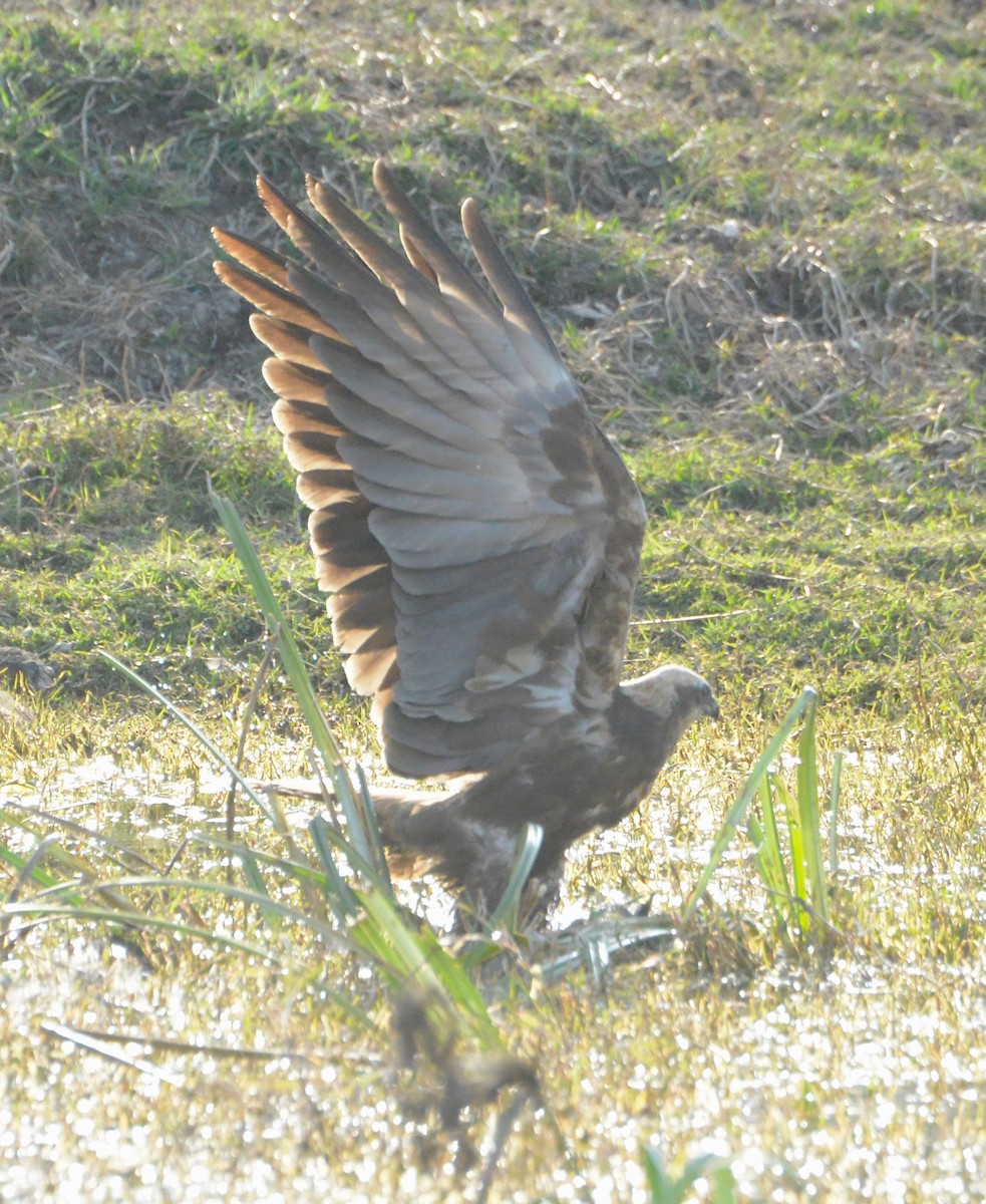 Western Marsh Harrier - ML86770561