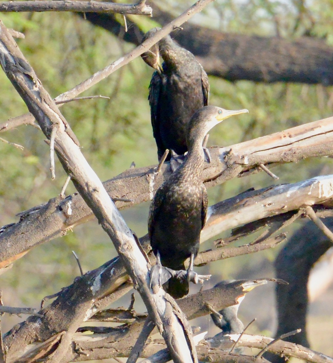 Indian Cormorant - ML86770921