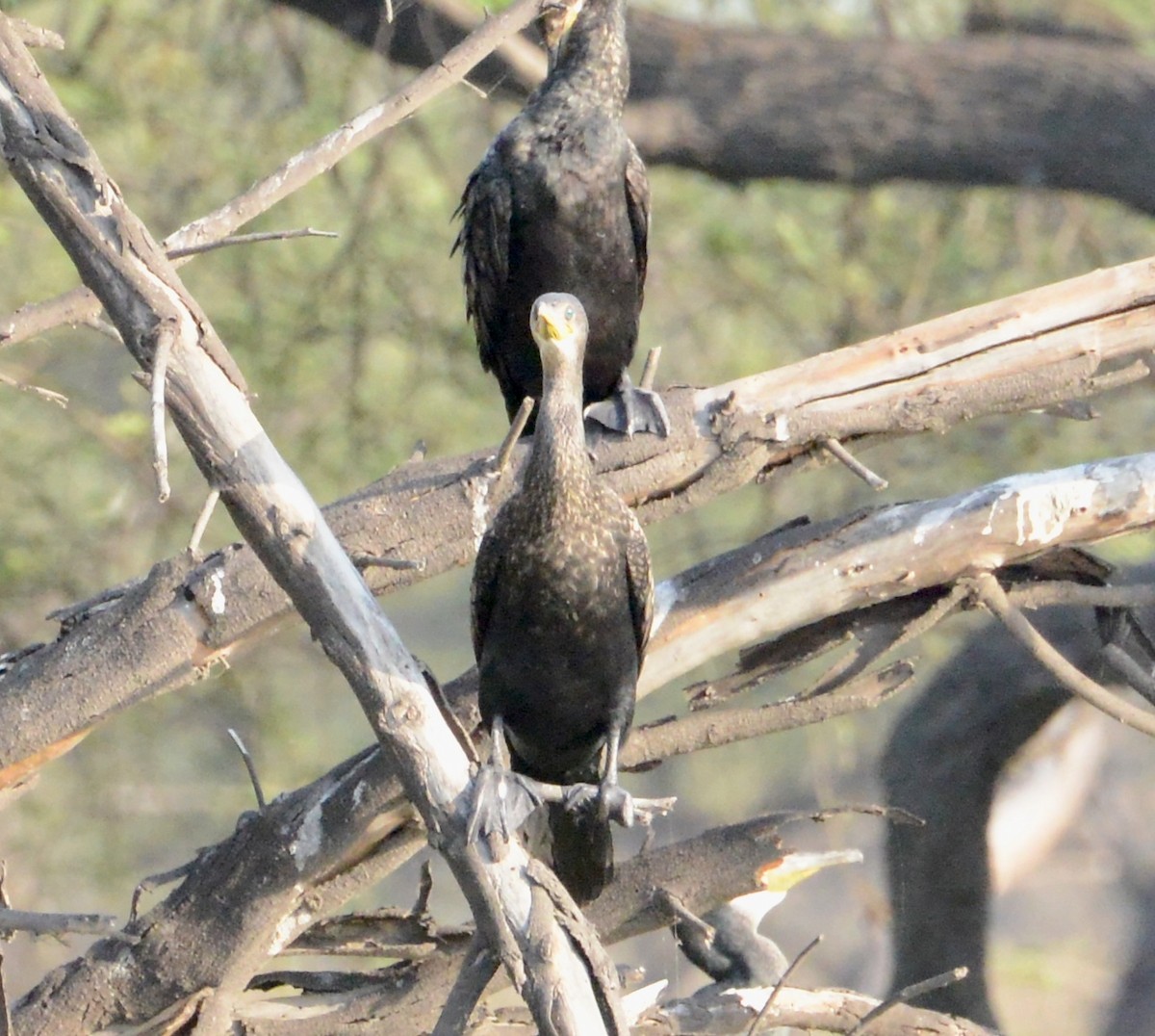 Cormoran à cou brun - ML86770931