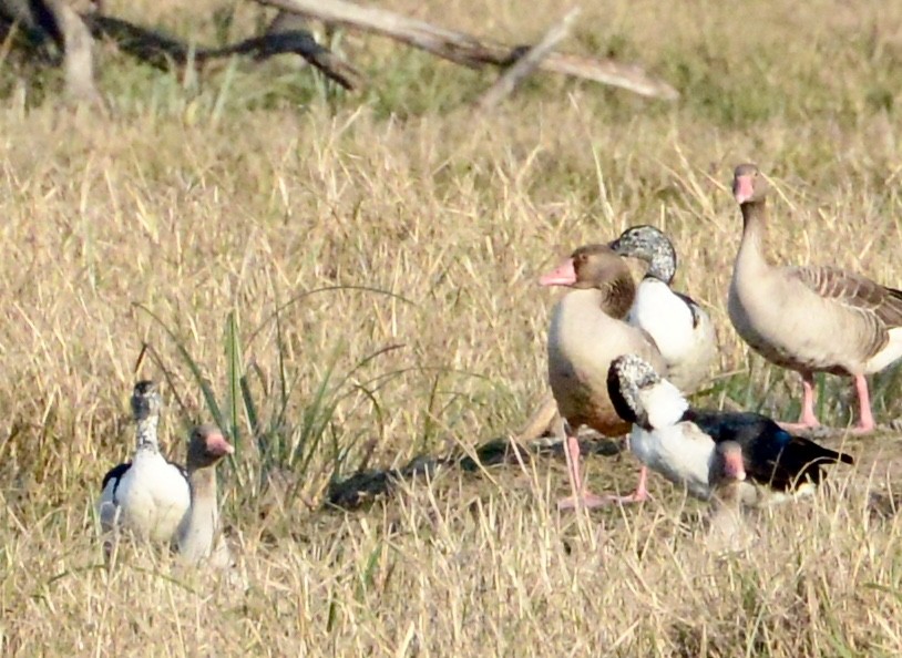 Graylag Goose - ML86771061