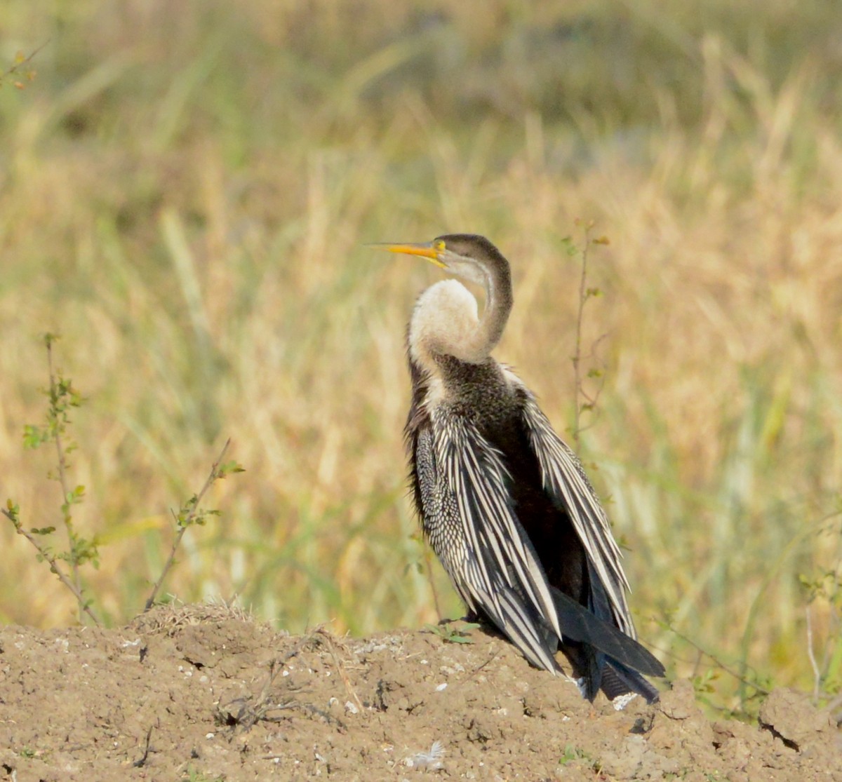 Oriental Darter - ML86771171