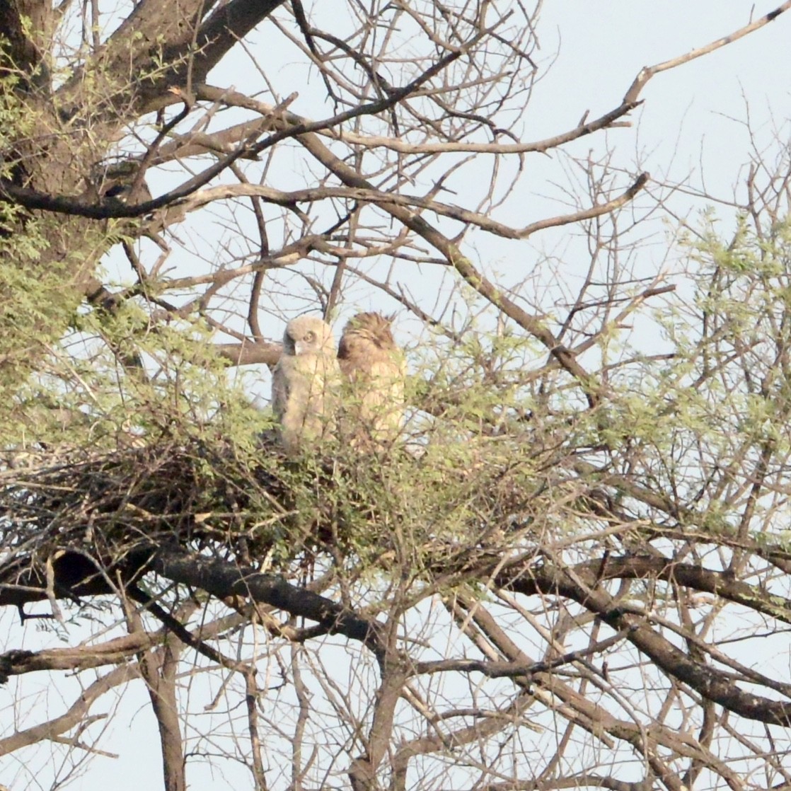 Dusky Eagle-Owl - ML86771201