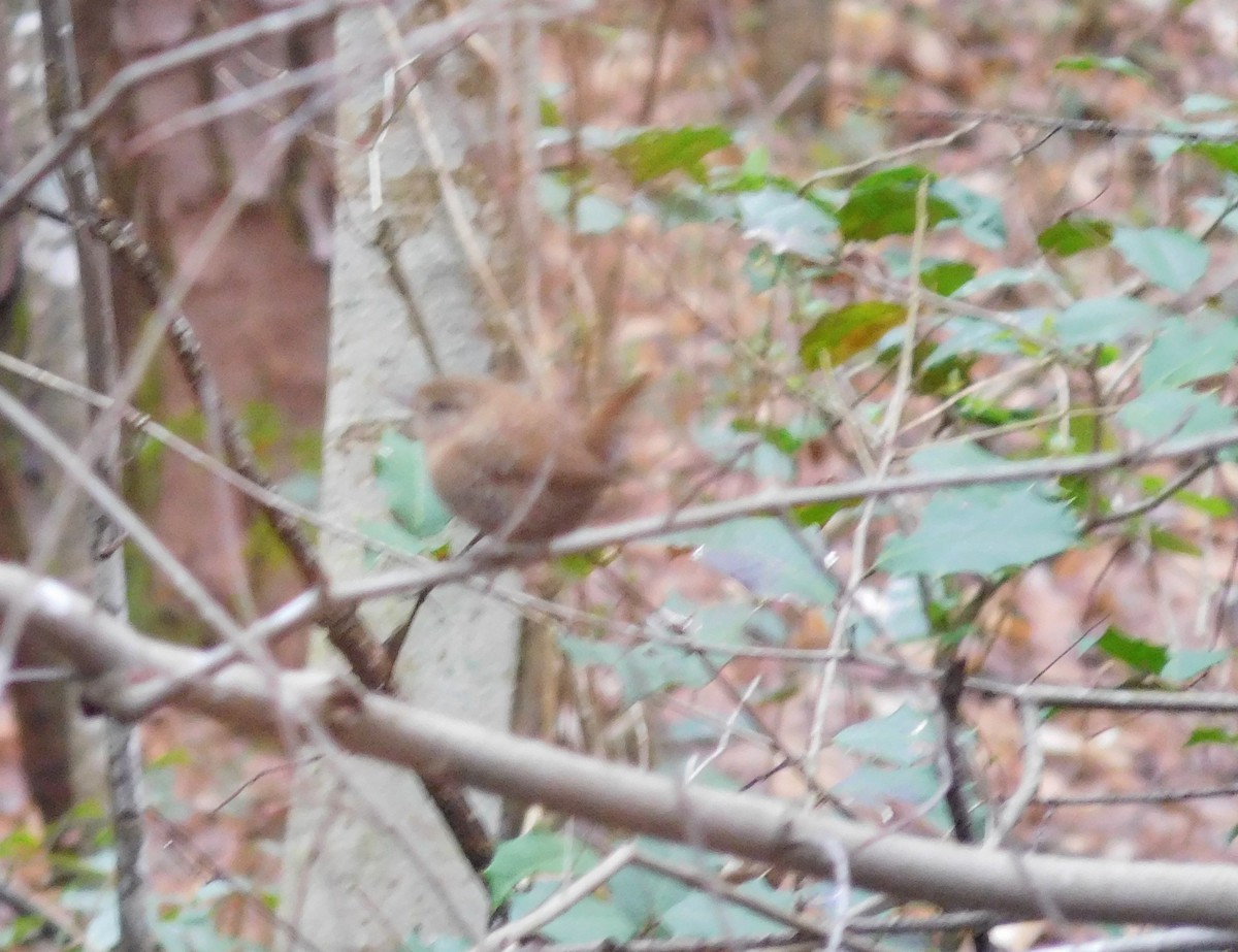 Troglodyte des forêts - ML86772351